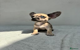 Chiweenie dogs for sale: ** chiweenie puppies  in Worcester - Image 17