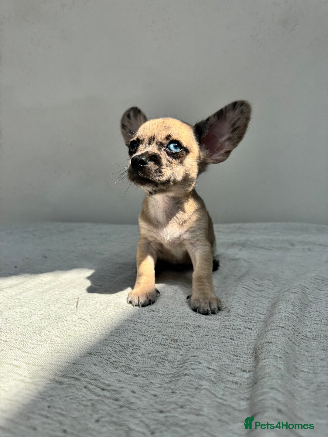 Chiweenie dogs for sale: ** chiweenie puppies  in Worcester - Image 17