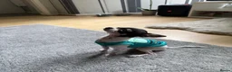 Chihuahua dogs for stud: Coco is ready for stud  - Advert 3