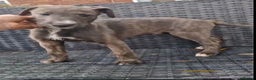 Lurcher dogs for sale: Lurcher pup - Advert 4