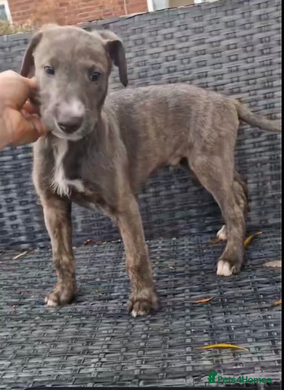 Lurcher dogs for sale: Lurcher pup - Advert 4