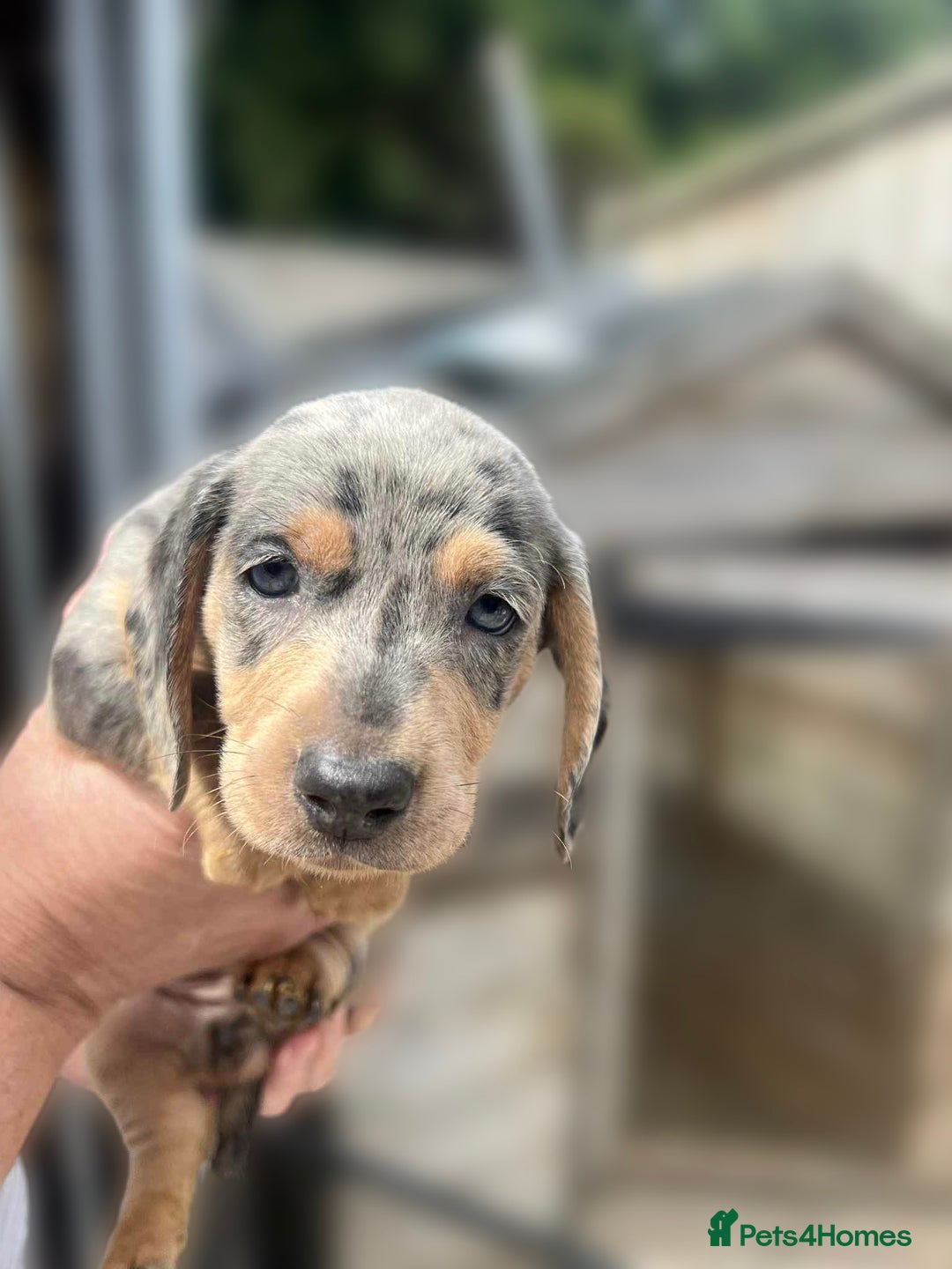 Dachshund dogs for sale: 6 beautiful Dapple Dachshunds left - Image 9