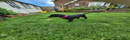 Labrador Retriever dogs for sale: Labrador pups - Advert 3