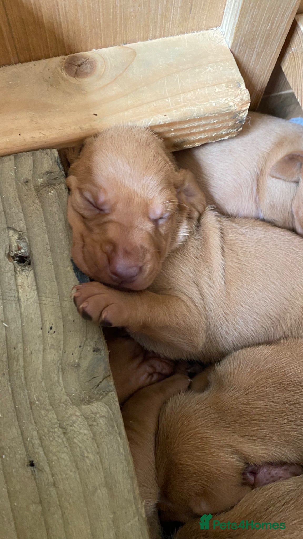 Hungarian Vizsla dogs KC Reg HV Pups, COI 1.3% ,Hip Scored For Sale - Advert 2