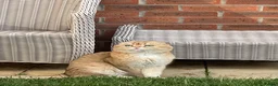 Scottish Fold cats for sale: PUREBRED GOLDEN CHINCHILLA SCOTTISH FOLD KITTENS  in Basildon - Advert 19