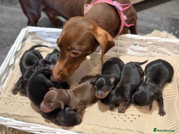 Miniature Dachshund dogs for sale: Miniature dachshund  - Advert 1