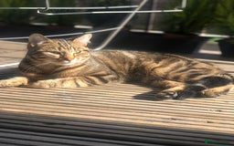 Domestic Shorthair cats for sale: Coco  - Image 2