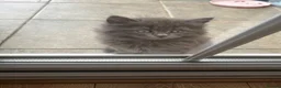 British Longhair cats for sale: Grey British longhair in Milton Keynes - Advert 6