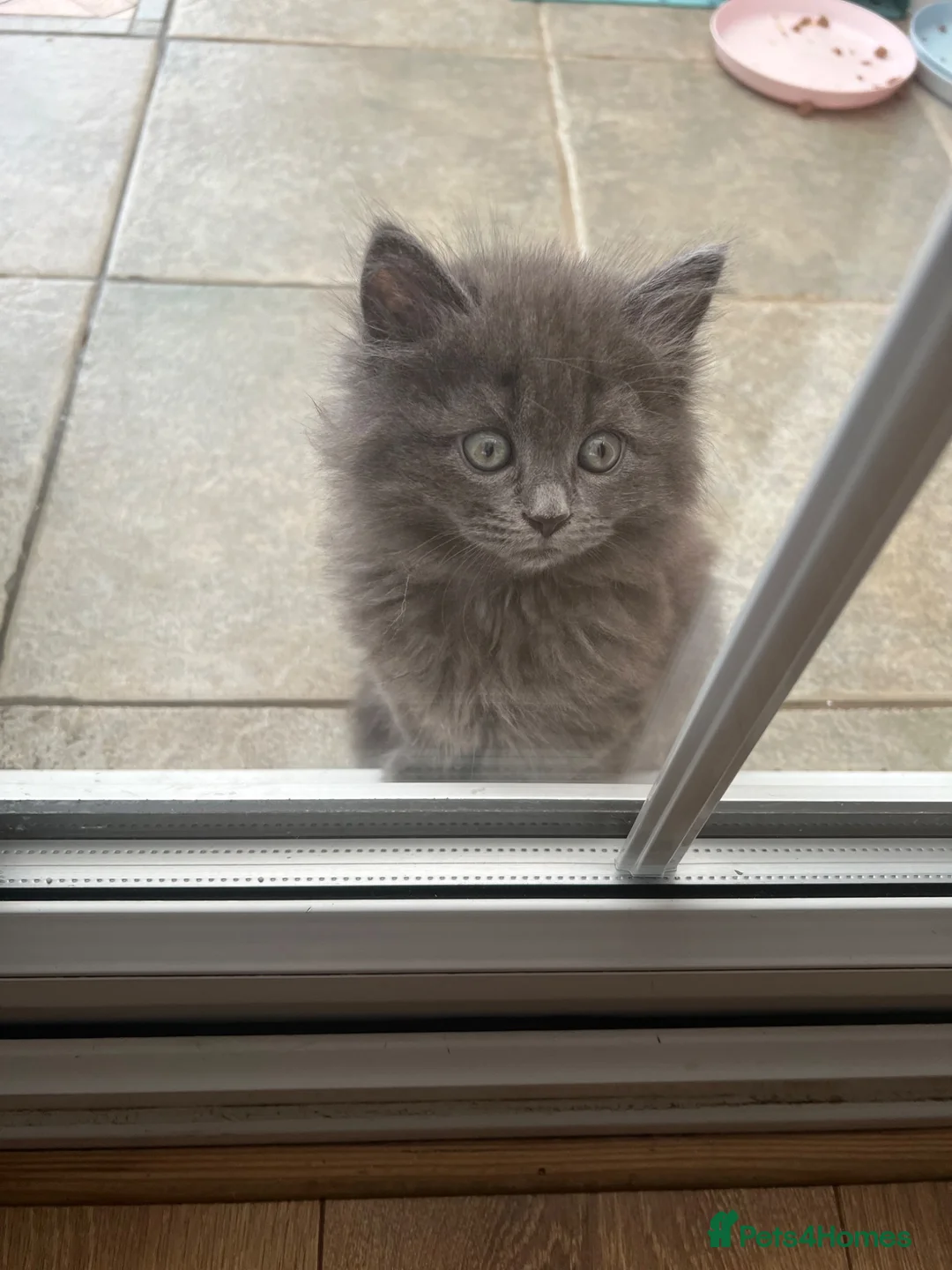 British Longhair cats for sale: Grey British longhair in Milton Keynes - Advert 6