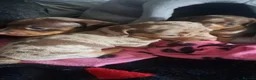 Miniature Dachshund dogs for sale: My most stunning mini-dachunds x - Advert 11