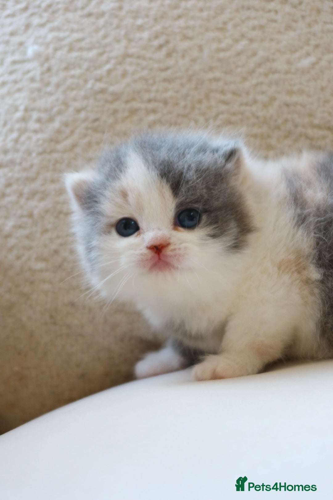 British Shorthair cats for sale: British Shorthair Kittens - Reg & Licensed  - Advert 1