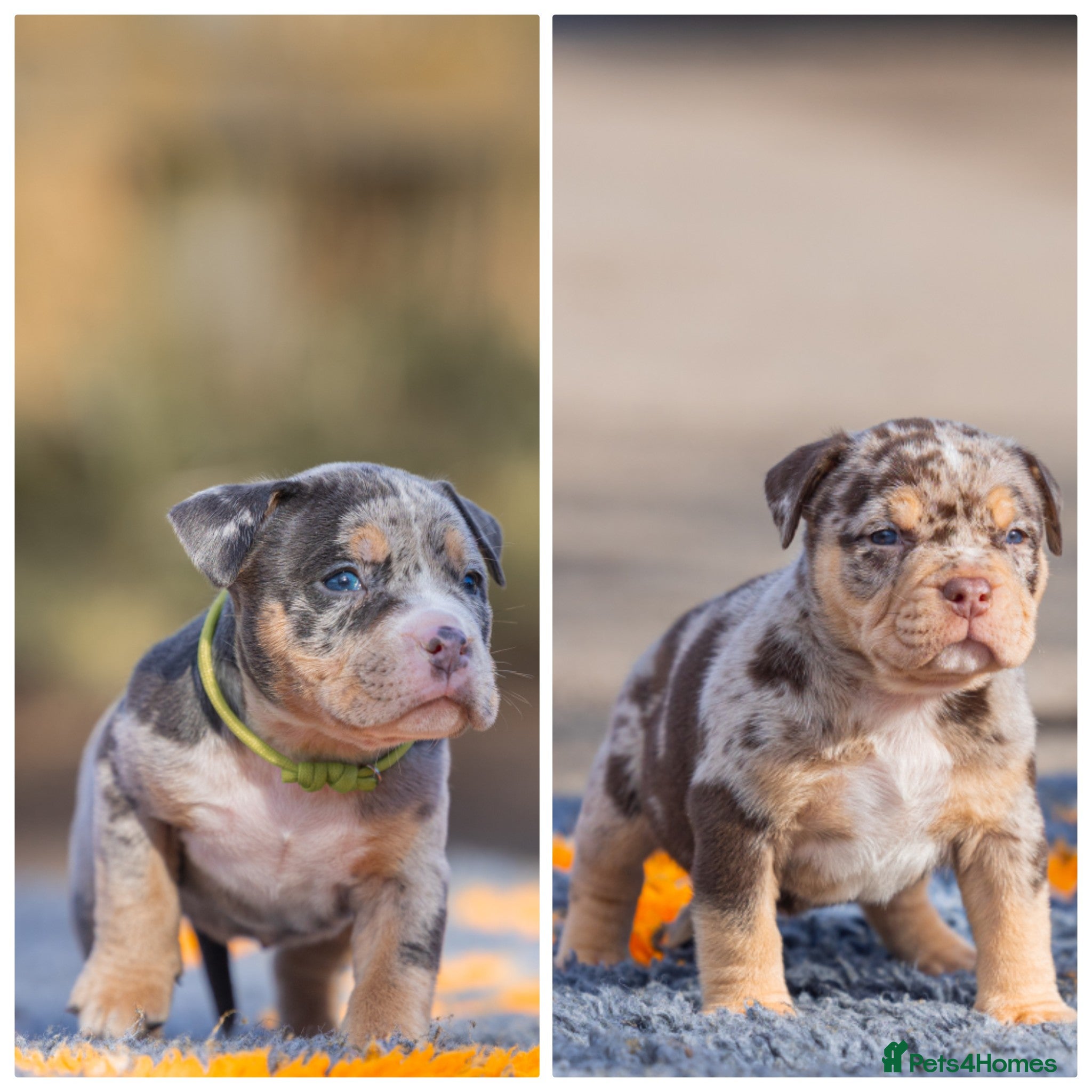 American Bully dogs Pocket bully’s for sale 2 AVAILABLE - Advert 1