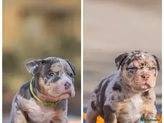 American Bully dogs Pocket bully’s for sale 2 AVAILABLE - Advert 1