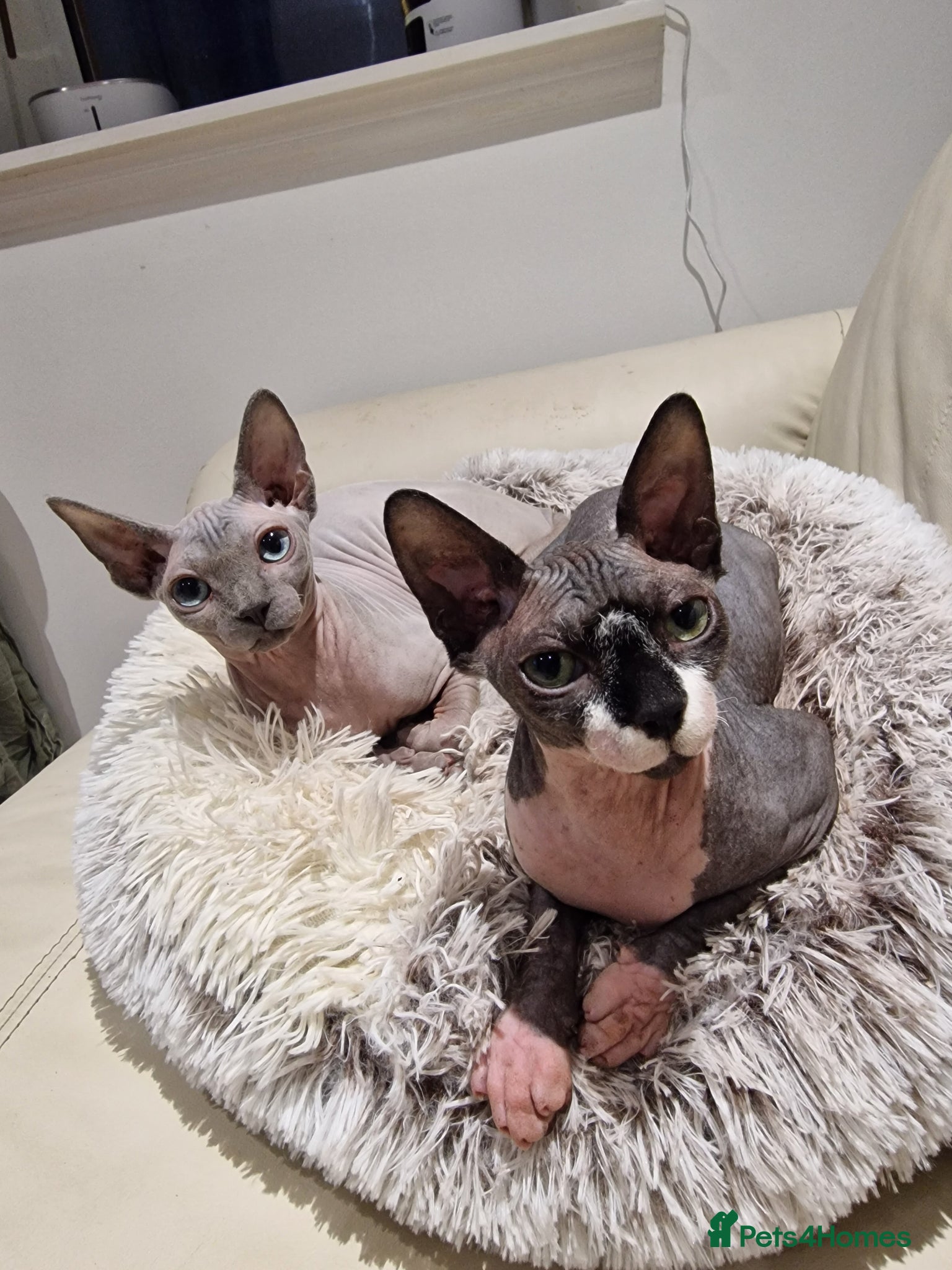 Sphynx cats Bonded female sphynx  - Advert 2