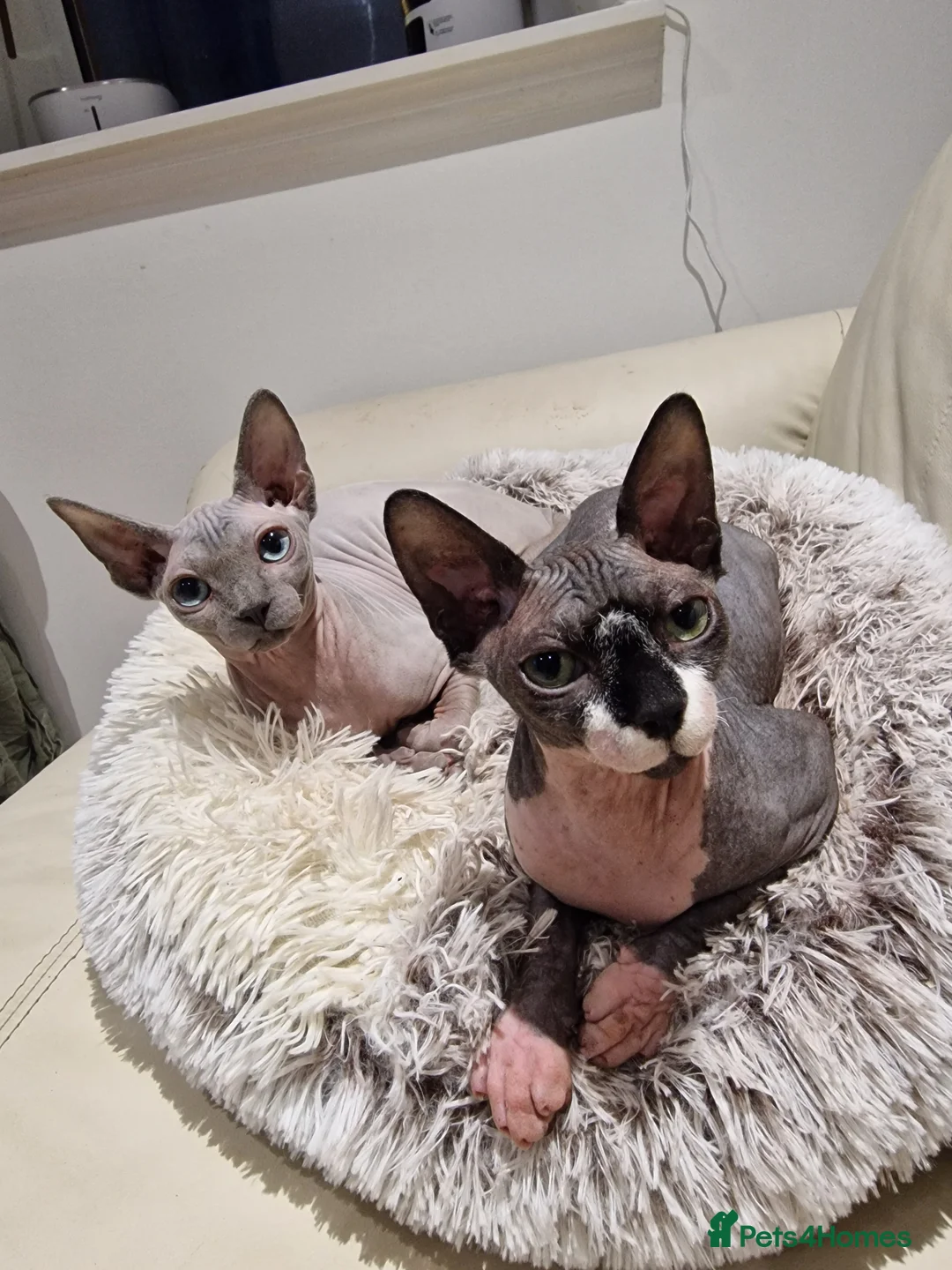 Sphynx cats for sale: Bonded female sphynx  - Advert 1