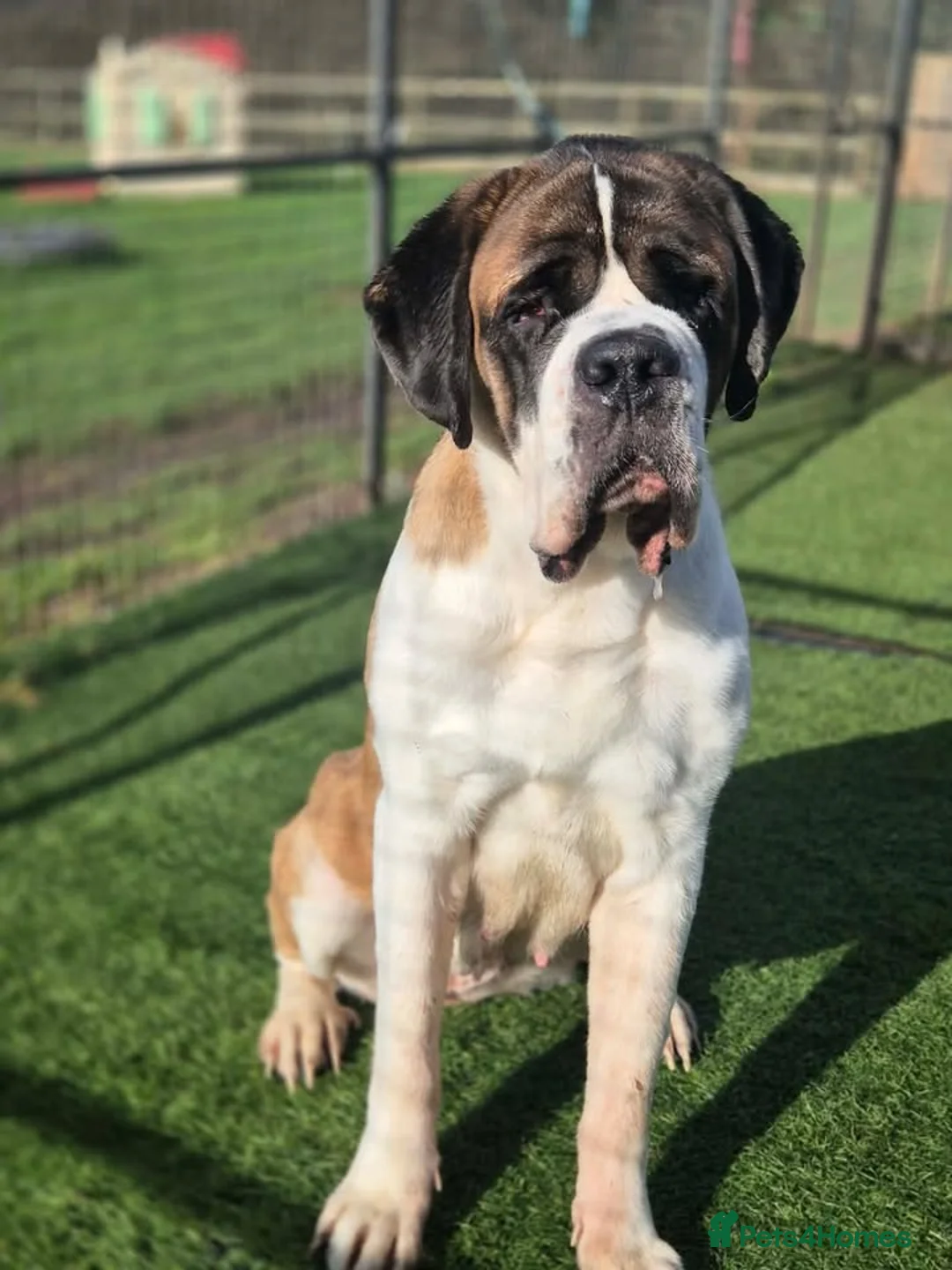 Saint Bernard dogs for adoption: SQUIRREL - 8 year old St Bernard  - Advert 2
