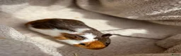 Guinea Pig rodents for sale: 4 Male Baby Guinea Pigs Available - Advert 4