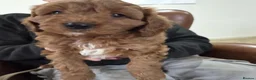 Cavapoo dogs for sale: Fully trained Cavapoos for sale  - Advert 4