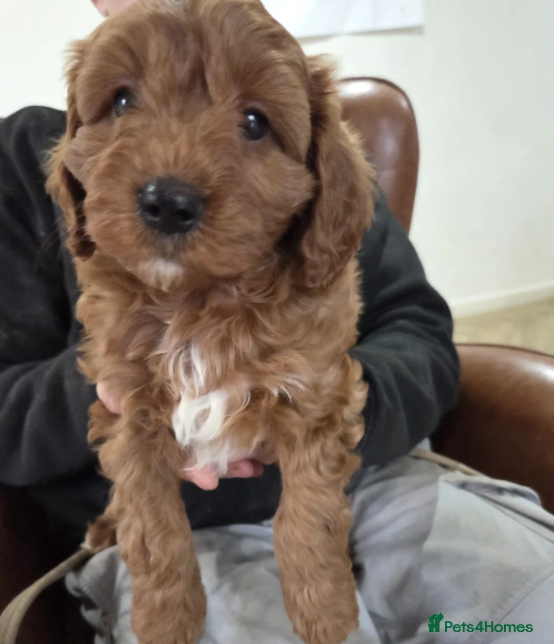 Cavapoo dogs for sale: Fully trained Cavapoos for sale  - Advert 4