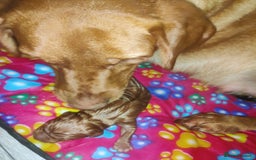 Labrador Retriever dogs for sale: KC registered Fox Red labrador puppies for sale - Image 3