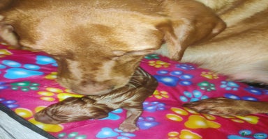 Labrador Retriever dogs - Advert 14