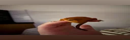 Gecko reptiles for sale: Crested gecko - orange female 🦎🍑 - Advert 15
