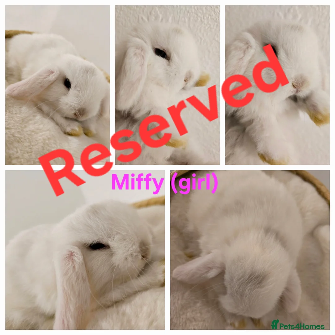 Mini Lop rabbits for sale: Beautiful mini lops x9 - Advert 8