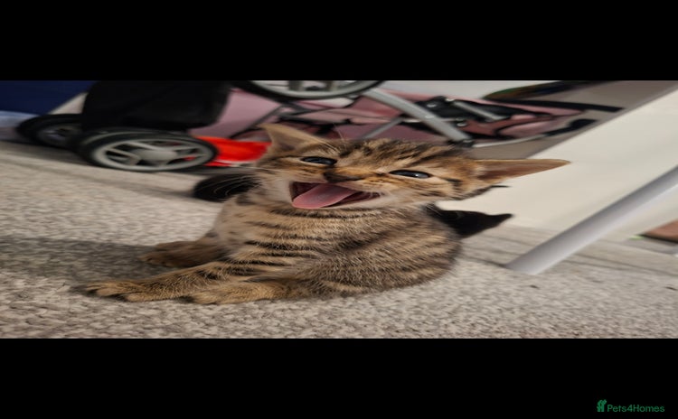 Domestic Shorthair cats 4 BEAUTIFUL KITTENS available 😸  - Advert 13