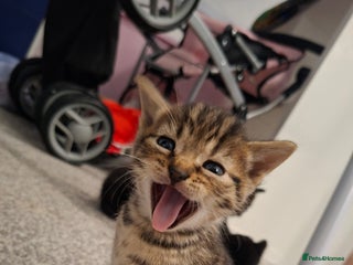 Domestic Shorthair cats 4 BEAUTIFUL KITTENS available 😸 - Advert 8