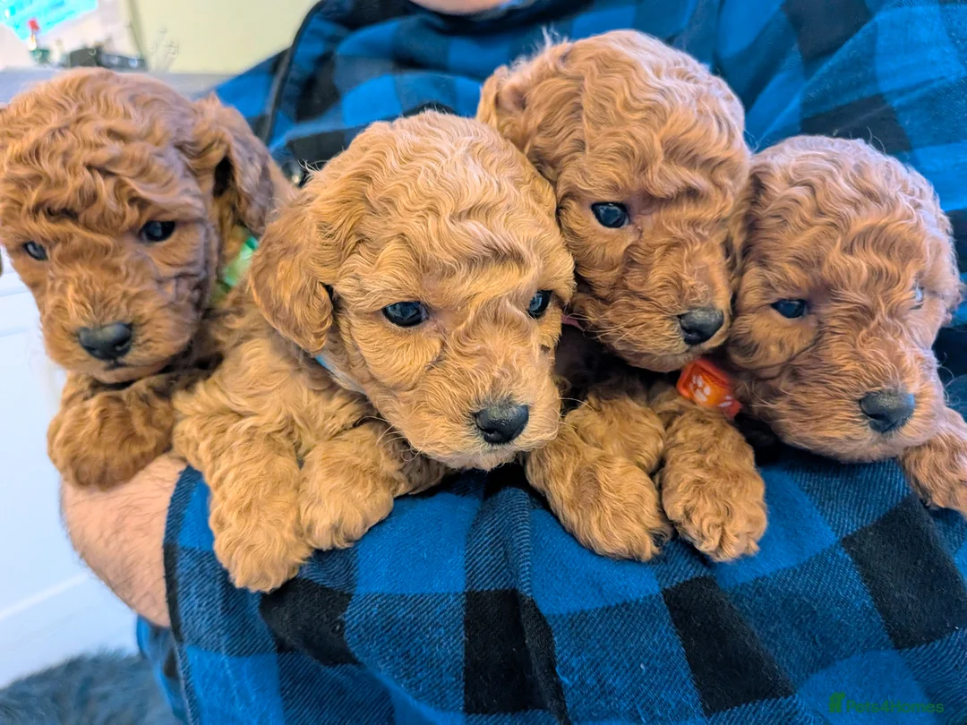 Toy Poodle dogs for sale: Stunning K.C Registered Red Toy Poodle Puppies - Advert 1