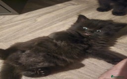 Mixed Breed cats for sale: 3 Adorable black beauties  - Image 3