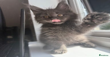 Maine Coon cats - Advert 3