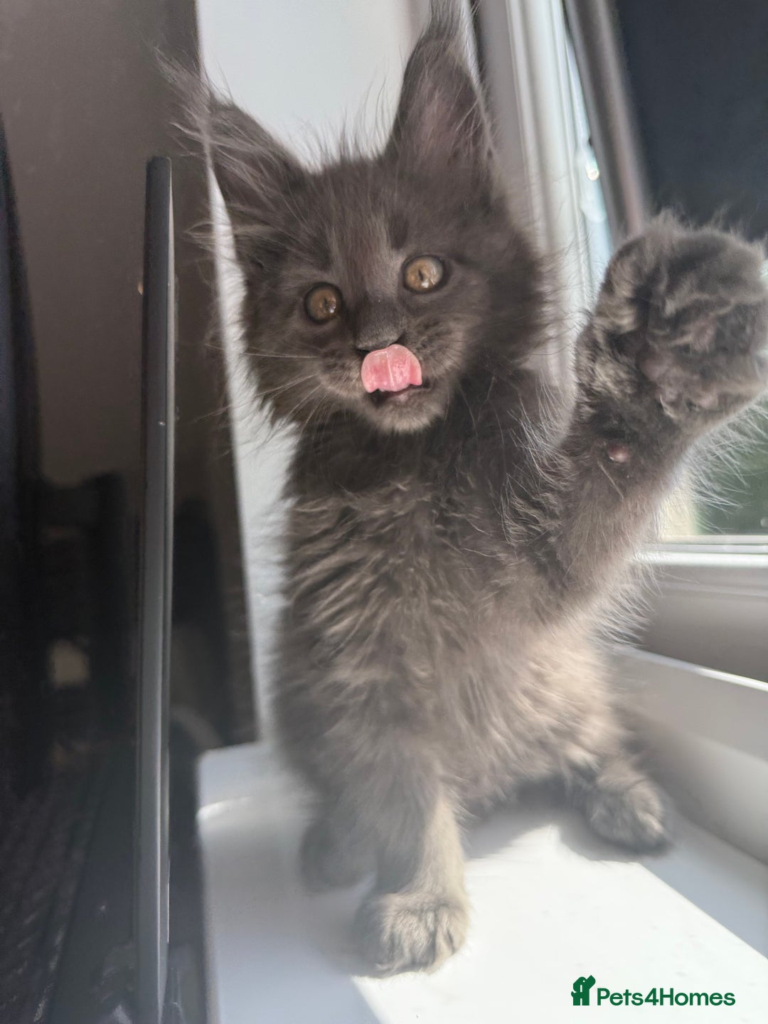 Maine Coon cats for sale: Luxury Polydactyl Maine Coon kittens  - Image 3