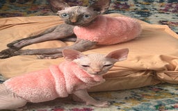 Sphynx cats for sale: Sphynx  kitten 11 weeks old pink  - Image 1