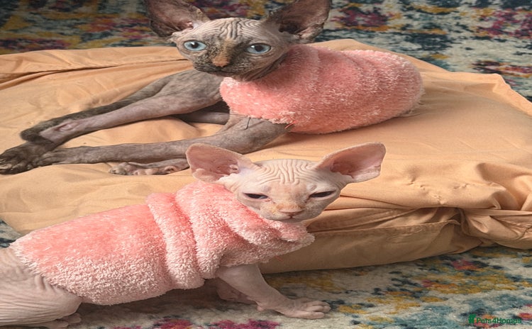 Sphynx cats - Advert 2