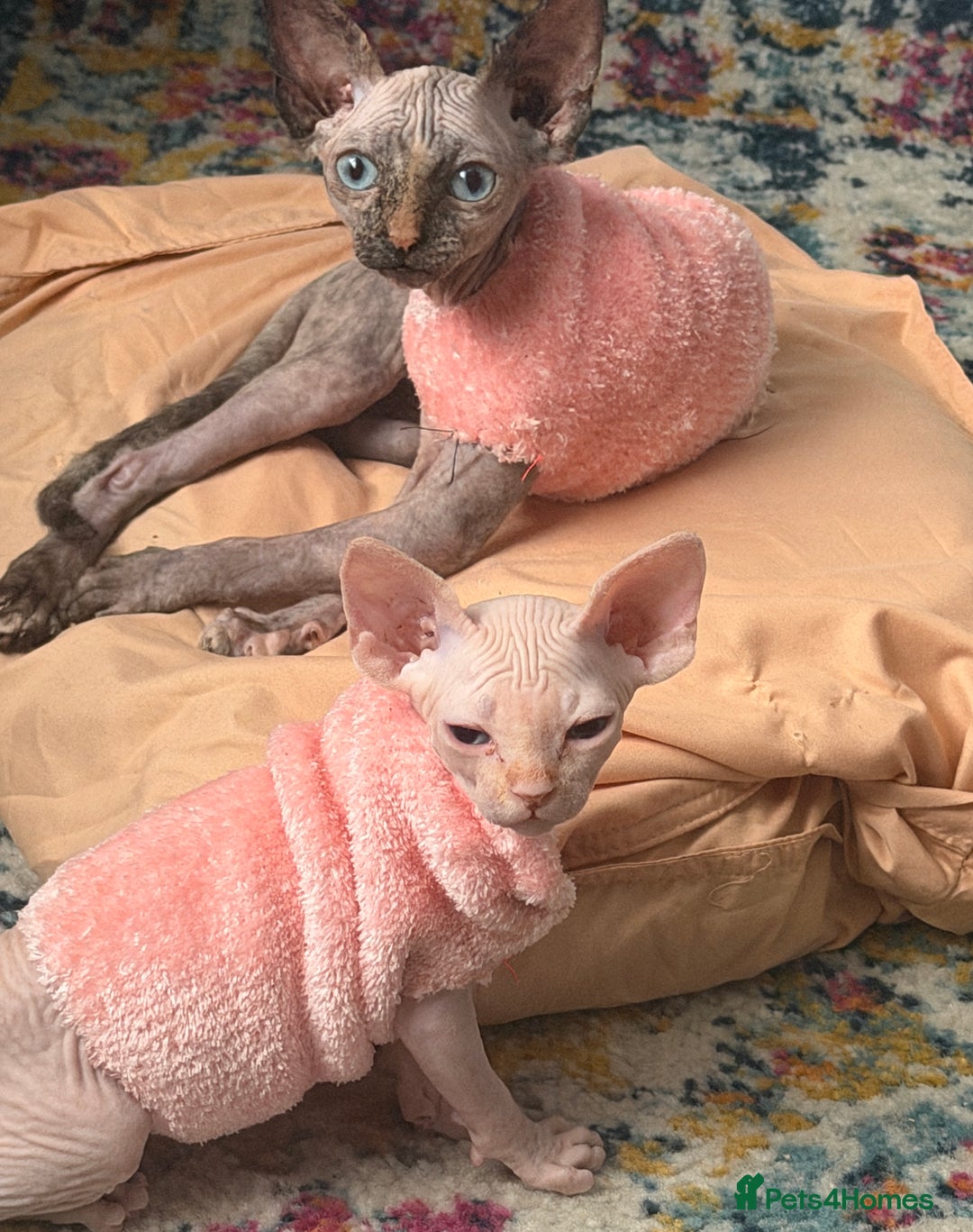 Sphynx cats for sale: Sphynx  kitten 11 weeks old pink  - Image 1
