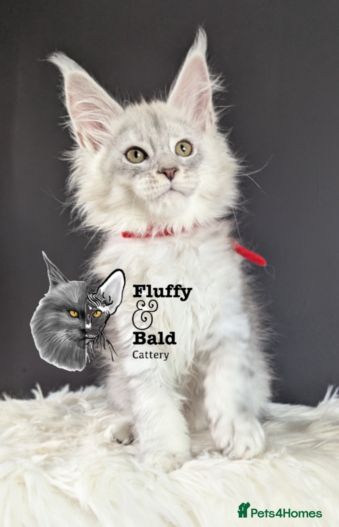 Maine Coon cats for sale: Outstanding kittens  - Advert 1