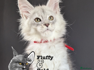 Maine Coon cats Outstanding kittens - Advert 4