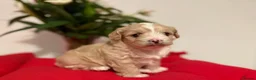 Shihpoo dogs for sale: Adorable toy ShihPoo puppy - Advert 1