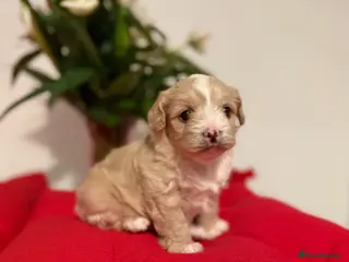 Shihpoo dogs Adorable toy ShihPoo puppy - Advert 2