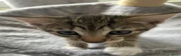 Mixed Breed cats for sale: 4 Gorgeous tabby kittens, 2 with white features - Advert 13