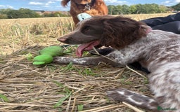 Cocker Spaniel dogs for sale: Stunning WCS - Image 6