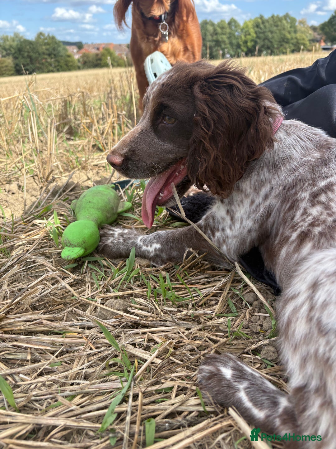 Cocker Spaniel dogs for sale: Stunning WCS - Image 6