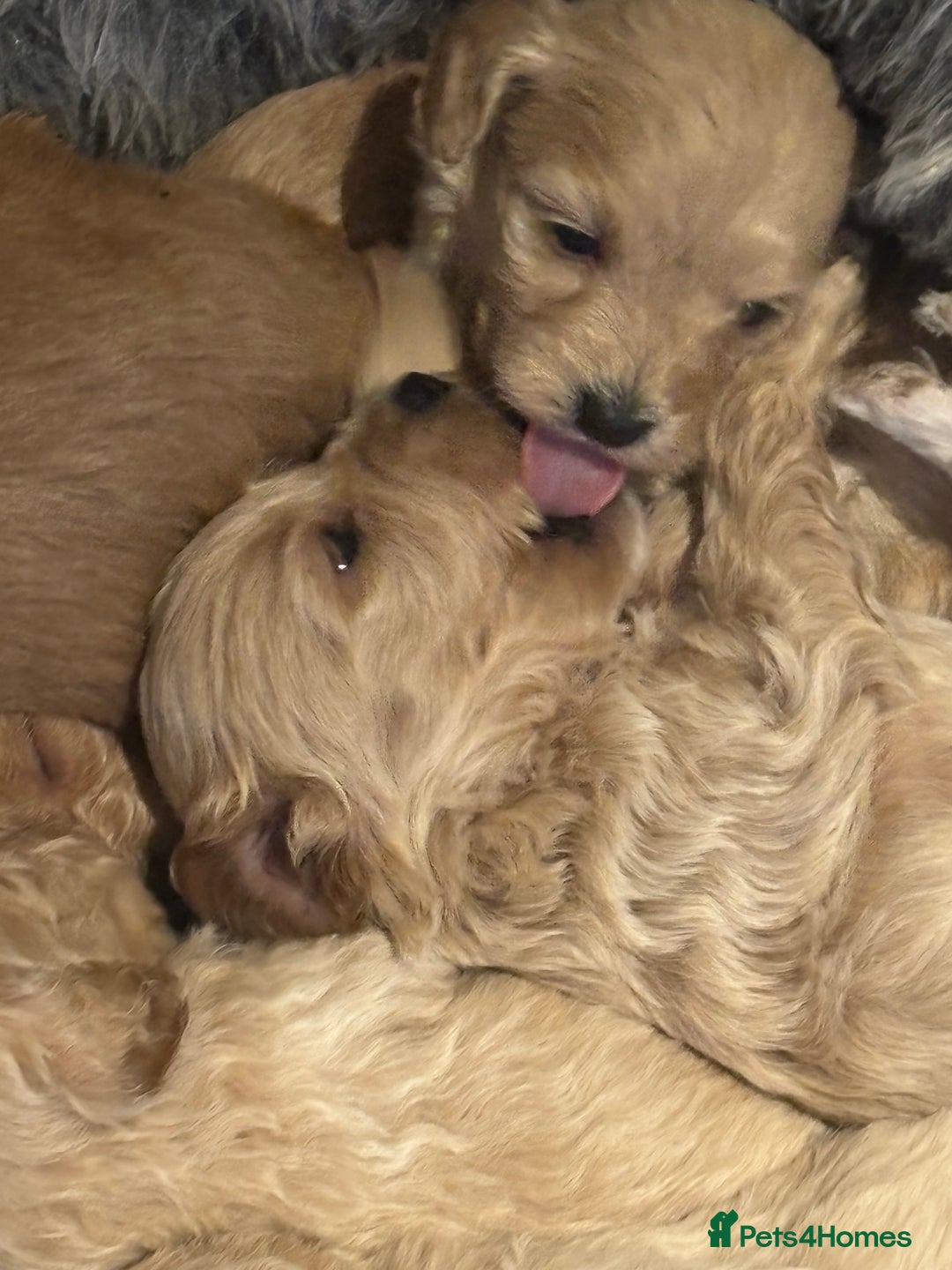 Cavachon dogs for sale: Super friendly, Litter trained Cavapoochon’s - Image 37