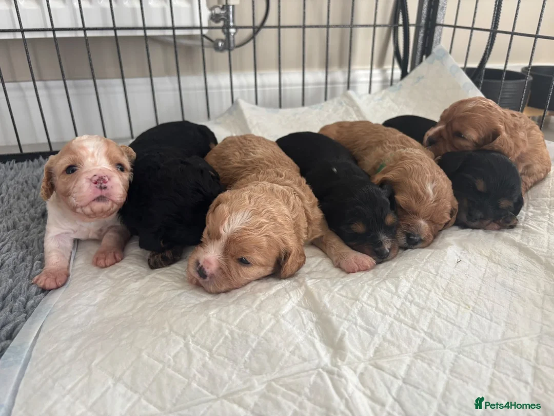 Cavachon dogs for sale: F1B Cavachon Puppies - Advert 1