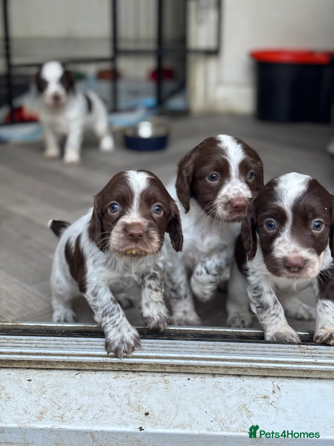 Sprocker dogs for sale: Sprocker bitch puppies  - Advert 8