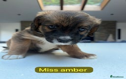 Saint Bernard dogs for sale: Outstanding Mini Saint Bernadoodle Puppies - Image 9