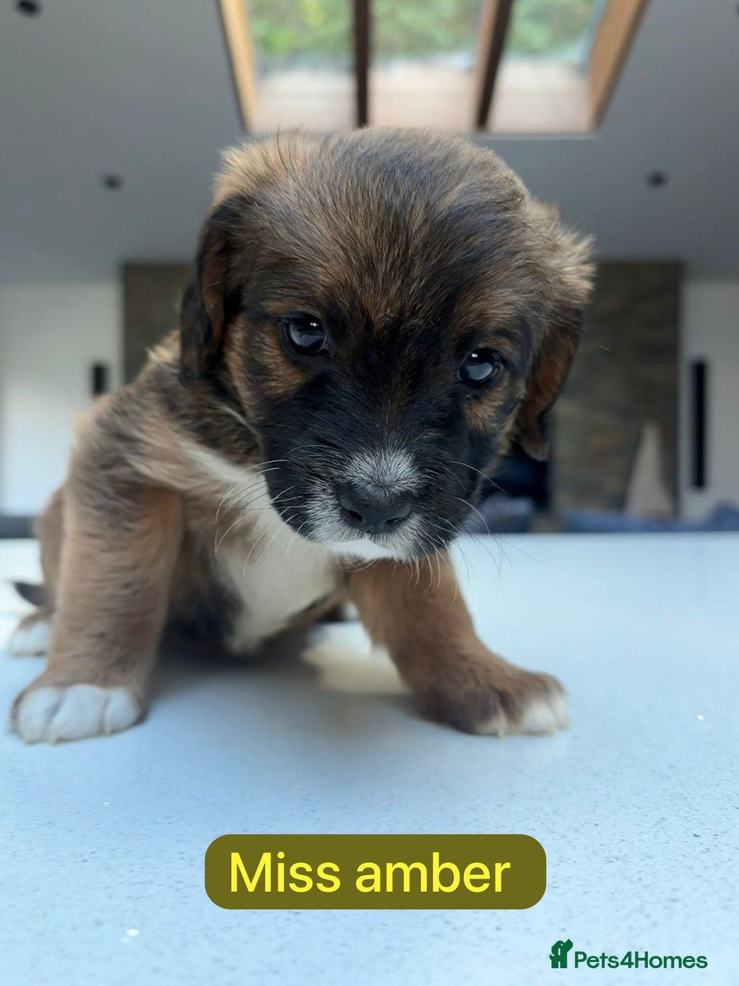 Saint Bernard dogs for sale: Outstanding Mini Saint Bernadoodle Puppies - Image 9