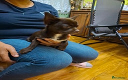 Mixed Breed dogs for sale: Chihuahua/Mix Boy Puppy for sale - Image 5
