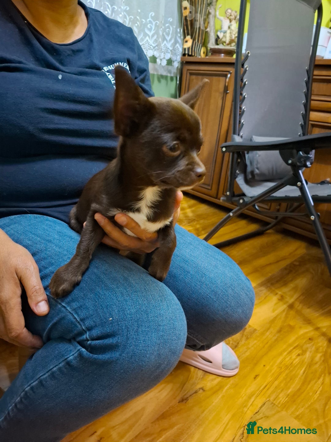 Mixed Breed dogs for sale: Chihuahua/Mix Boy Puppy for sale - Image 5